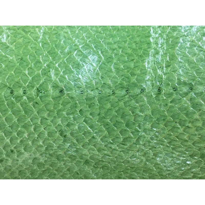 Peau de saumon vert Peau de saumon vert