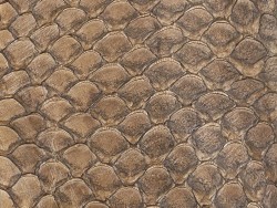 Détail écailles cuir de poisson tilapia brun tabac satiné Cuir en Stock