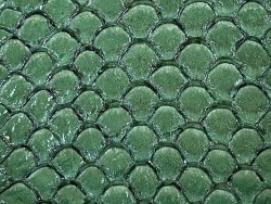 Détail écailles cuir de poisson tilapia vert brillant cuir en stock