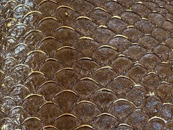 Détail écailles cuir de poisson tilapia marron glossy métallisé doré bijoux accessoire maroquinerie Cuir en Stock