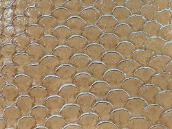 Détail écailles cuir de poisson tilapia fauve métallisé argent Cuir en Stock
