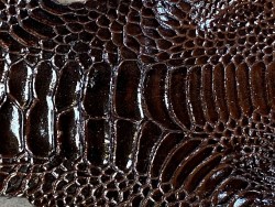 Détail grain de peau patte de coq poulet luxe exotique marron satiné Cuir en stock