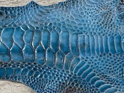 Détail grain de peau patte de coq poulet bleu turquoise luxe exotique cuir en stock