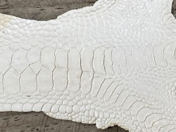 Détail grain peau patte de coq poulet blanc luxe exotique cuir en stock