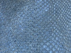 Détail écailles peau cuir poisson saumon bleu nacré bijoux maroquinerie exotique Cuir en Stock