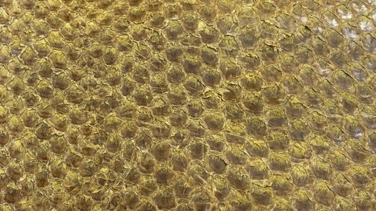 Détail écailles peau de cuir poisson - Perche du Nil - jaune ocre - maroquinerie bijoux Cuir en Stock