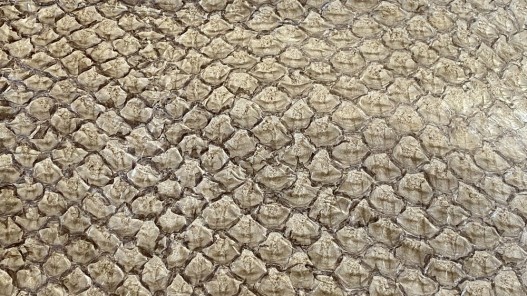 Détail écailles - peau cuir de poisson - Perche du Nil - Beige - maroquinerie bijoux - luxe exotique - Cuir en stock