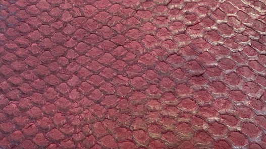 Détail écailles - peau cuir poisson - Perche du Nil - rouge pourpre - Cuir en Stock
