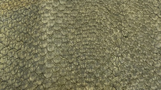 Détail écailles - cuir peau poisson - Perche du Nil - vert kaki mat - Cuir en Stock