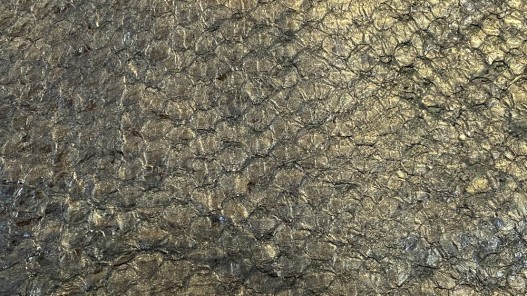 Détail écailles - cuir de poisson - Perche du Nil - Bronze antique - métallisé - Cuir en Stock