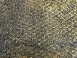 Détail écailles - cuir de poisson - Perche du Nil - Bronze antique - métallisé - Cuir en Stock
