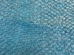 Détail écailles - cuir de poisson - Perche du Nil - Bleu paon - Cuir en Stock