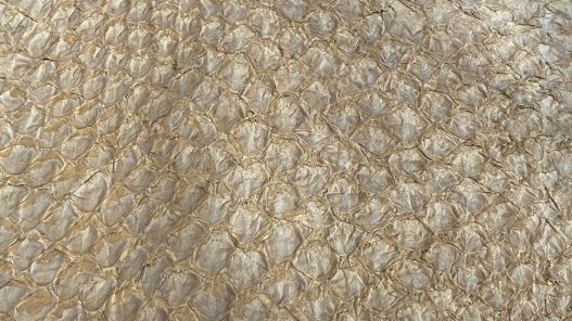 Détail écailles - cuir de poisson - Perche du Nil - beige sable - Cuir en Stock