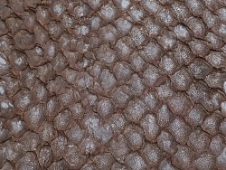 Détail écailles - cuir de poisson - Perche du Nil - marron mat - Cuir en Stock