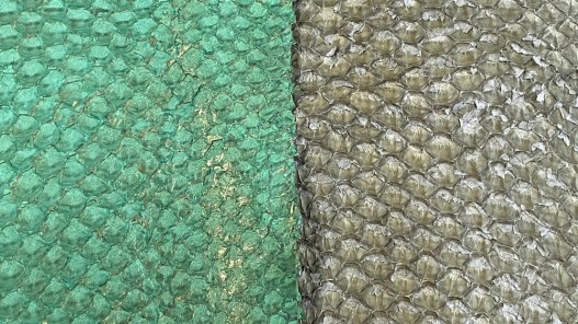 Détails écailles - cuir de poisson - vente en lot - peaux exotiques - vert - Cuir en Stock