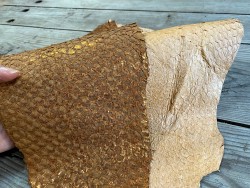 Exemple duo - cuir de poisson - Perche du Nil - lot de peaux - beige brun - bijou accessoire maroquinerie - Cuirenstock