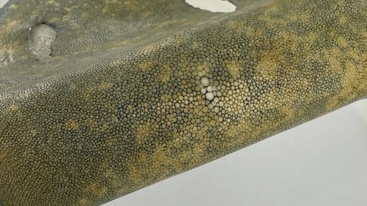 Détail grain de peau galuchat - perle centrale - cuir exotique - vert kaki nuancé - Cuir en Stock