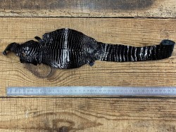 Petite peau entière de cuir de crocodile véritable - noir - bijou - accessoire - Cuir en stock