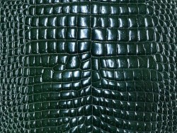 Détail peau de cuir de ventre de crocodile vert - maroquinerie - Cuir en stock
