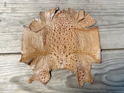 Peau de cuir de crapaud - grenouille - bullfrog - brun - bijou- maroquinerie - Cuir en stock