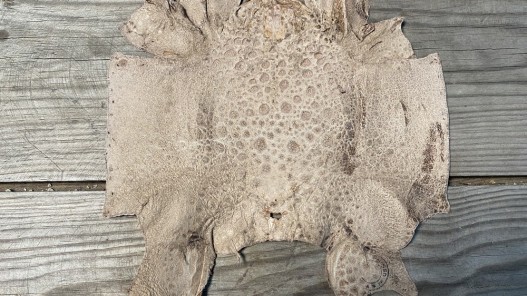 Peau de cuir de crapaud - grenouille - bullfrog - brun - bijou- maroquinerie - cuir en stock