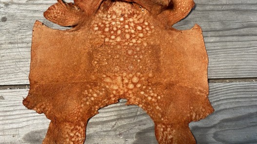 Peau de cuir de crapaud - grenouille - bullfrog - nubuck brique - bijou- maroquinerie - cuir en stock