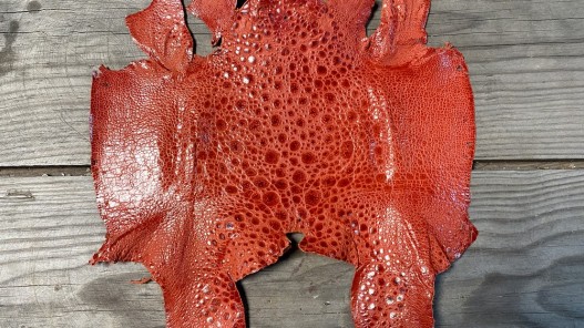 Peau de cuir de crapaud - grenouille - bullfrog - orange - bijou- maroquinerie - Cuir en stock