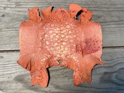 Peau de cuir de crapaud - grenouille - bullfrog - orange - bijou- maroquinerie - cuir en stock