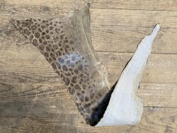 Peau de cuir de poisson - Loup de mer - Cuir marin - brun taupe - Cuir en Stock
