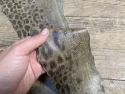 Peau de cuir de poisson - Loup de mer - Cuir marin - brun taupe - cuir en stock