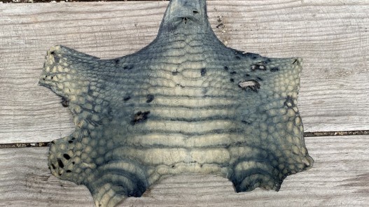 Cuir de crocodile véritable - tête de crocodile - noir mat - cuir exotique - bijoux - accessoire - Cuirenstock