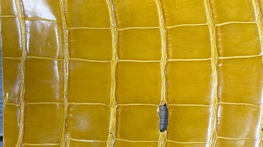 Morceau de peau de cuir de crocodile jaune moutarde - maroquinerie - bijou - Cuir en Stock