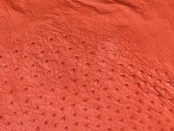 Peau de cuir d'autruche rouge corail - picots luxe - Cuir en stock