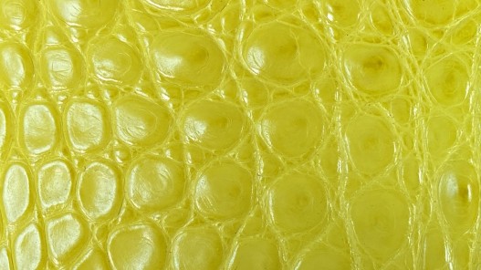 Morceau de cuir crocodile véritable - jaune - cuir en stock