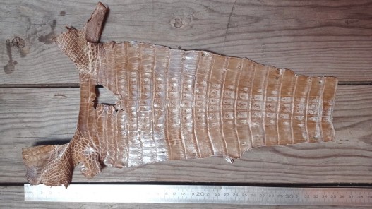Cuir de crocodile véritable queue beige maroquinerie bijoux - cuir en Stock