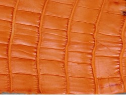 Cuir de crocodile véritable - queue de crocodile - orange mat - maroquinerie bijoux Cuir en stock
