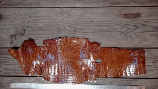 Détail grain peau cuir de crocodile véritable brun caramel - Cuir en stock