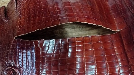 Morceau de peau de cuir de crocodile brun acajou - maroquinerie - bijou - Cuir en Stock