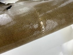 Détail grain - perle centrale - peau galuchat - cuir exotique - kaki - Cuir en Stock