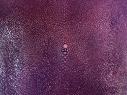 Peau de cuir de galuchat - perle centrale - peau exotique de luxe - aubergine - cuir en stock