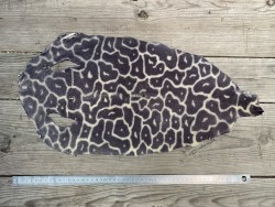 peau de cuir de galuchat - cuir exotique de luxe - couronne de perle - leopard gris - Cuirenstock
