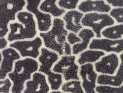peau de cuir de galuchat - cuir exotique de luxe - couronne de perle - leopard gris - Cuir en stock