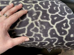 peau de cuir de galuchat - cuir exotique de luxe - couronne de perle - leopard gris - cuir en stock