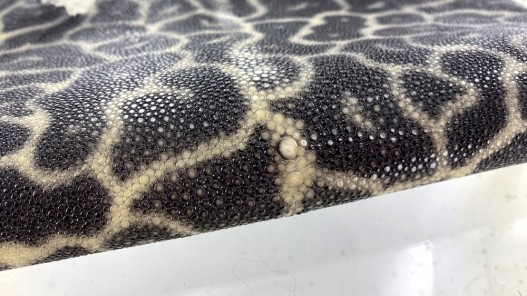 peau de cuir de galuchat - cuir exotique de luxe - couronne de perle - leopard gris - Cuir en Stock