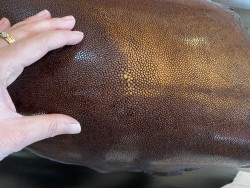 Peau de galuchat - perle centrale - cuir exotique - marron chocolat - cuir en stock
