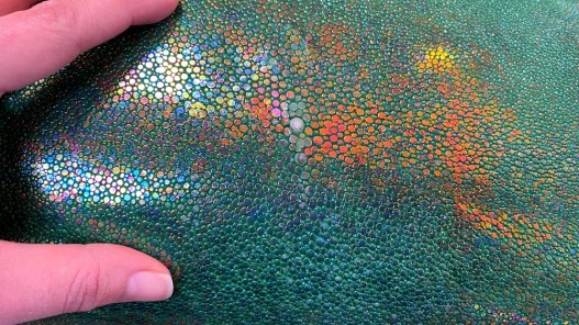 Peau de galuchat - perle centrale - cuir exotique - vert aux reflets holographique - Cuir en stock