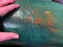 Peau de galuchat - perle centrale - cuir exotique - vert aux reflets holographique - Cuir en stock