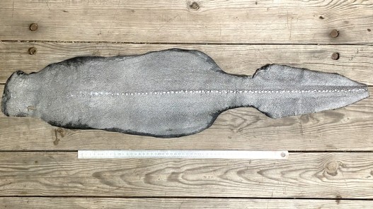 Peau de cuir de galuchat - perles alignées - roussette - argent pailleté - Cuirenstock