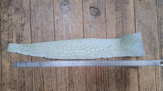 Morceau de cuir crocodile véritable - vert kaki - Cuir en Stock