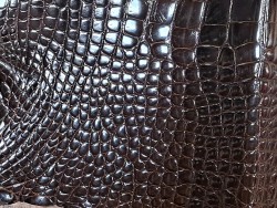 Morceau de peau cuir de crocodile véritable vernis bronze - Cuir en Stock
